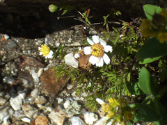 Perityle coronopifolia