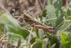 Omocestus