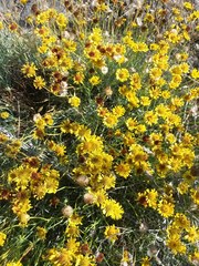 Erigeron linearis