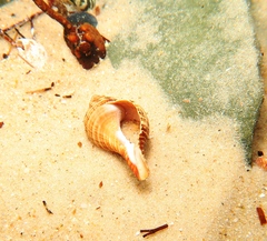 Fasciolariidae