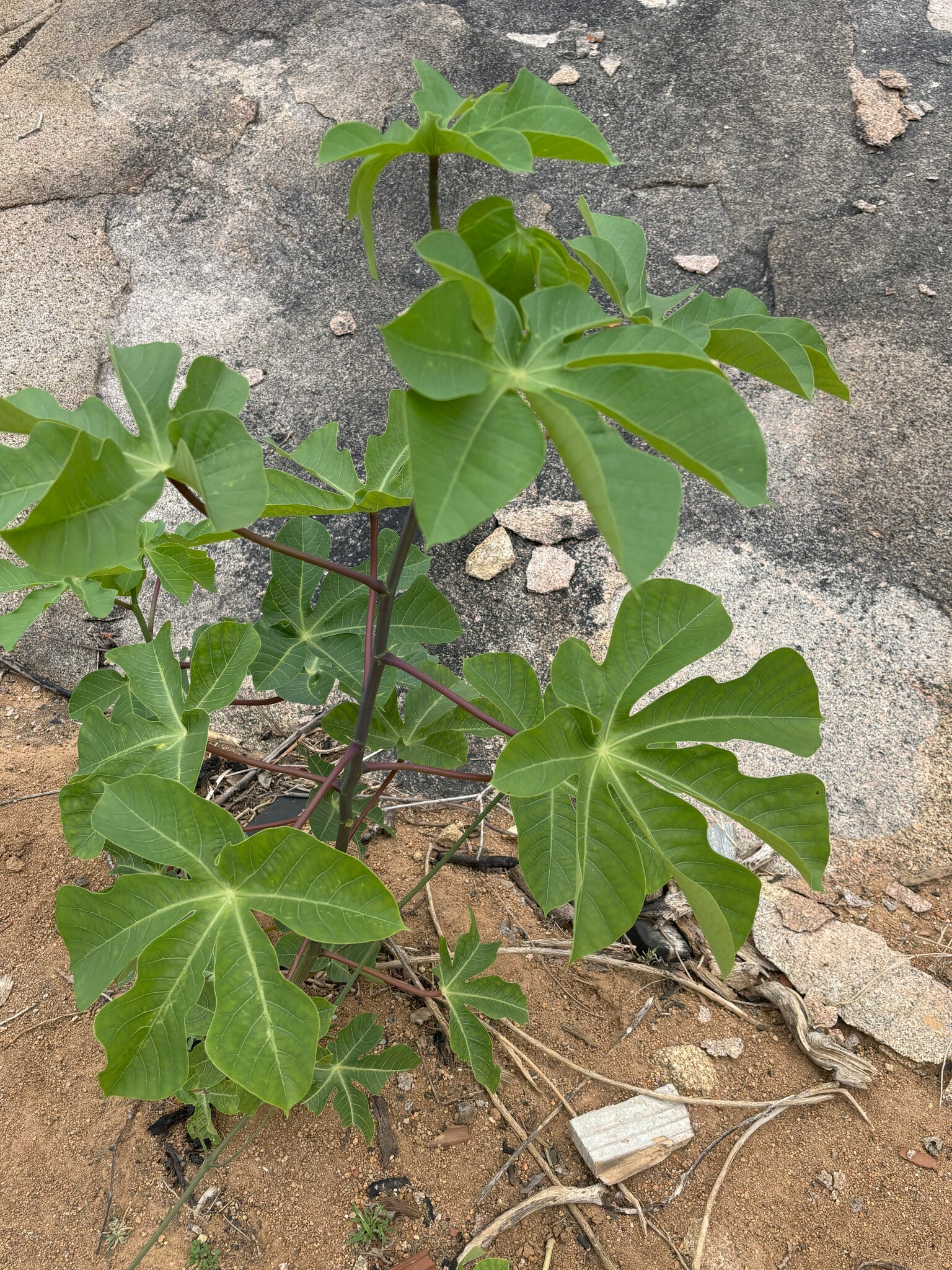 Manihot carthagenensis