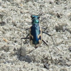 Eunota fulgoris erronea