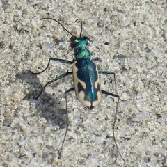 Eunota fulgoris erronea