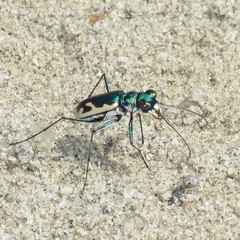 Eunota fulgoris erronea