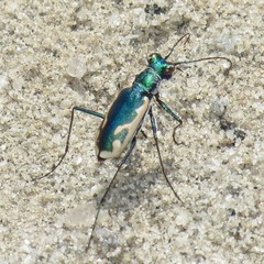 Eunota fulgoris erronea