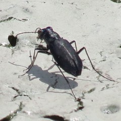Cicindela nigrocoerulea