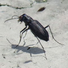 Cicindela nigrocoerulea