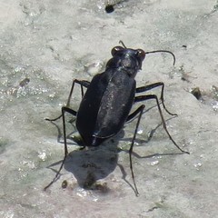 Cicindela nigrocoerulea