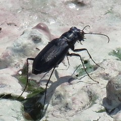 Cicindela nigrocoerulea