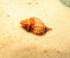 Fasciolariidae