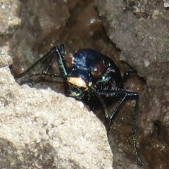 Cicindela nigrocoerulea