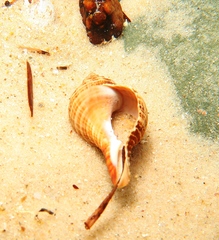 Fasciolariidae