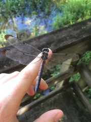 Libellula vibrans