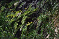 Blechnum triangularifolium