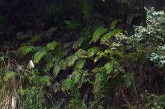 Blechnum triangularifolium