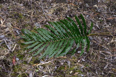 Blechnum triangularifolium