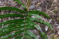 Blechnum triangularifolium