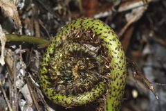 Blechnum triangularifolium