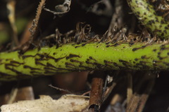 Blechnum triangularifolium