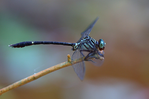 Zonophora campanulata