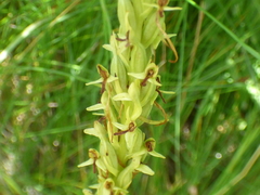 Platanthera limosa