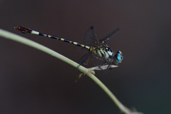 Archaeogomphus infans
