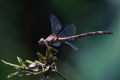 Archaeogomphus infans