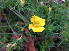 Hibbertia prostrata