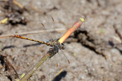 Progomphus intricatus