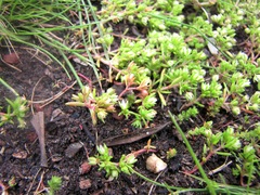 Crassula decumbens