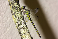 Progomphus complicatus