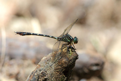 Phyllogomphoides annectens