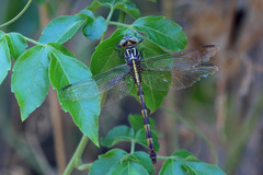Phyllocycla gladiata
