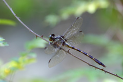 Phyllocycla gladiata