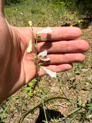 Eastern whiteflower beardtongue (Penstemon tenuiflorus)