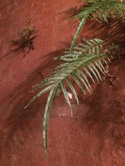 Pteris vittata