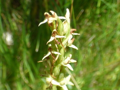 Platanthera limosa