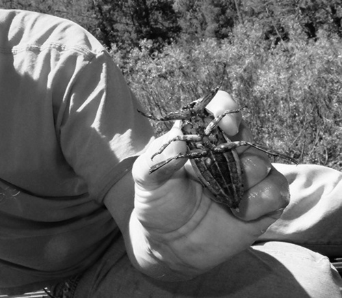 iNaturalist observation photo of American Giant Water Bug
