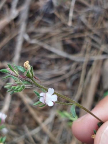 Chaenorhinum rubrifolium rubrifolium
