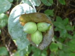 Lonicera arizonica