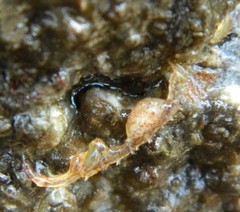 Caprella alaskana