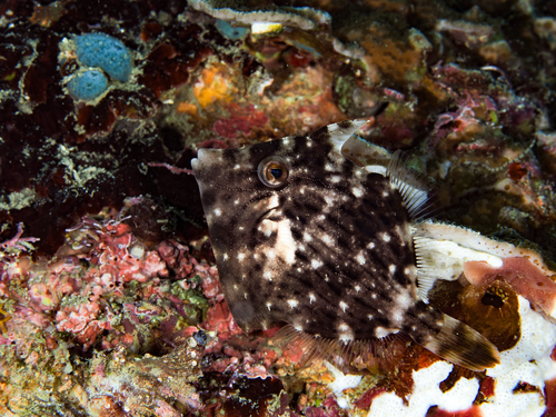Threadsail filefish (Stephanolepis cirrhifer) — Monacanthidae