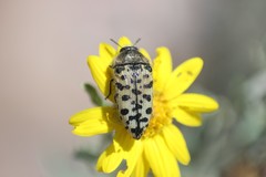 Acmaeodera maculifera