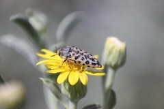 Acmaeodera maculifera