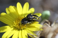 Acmaeodera scalaris