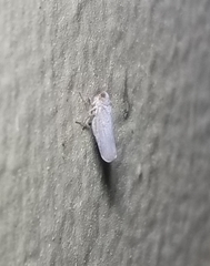 Omolicna