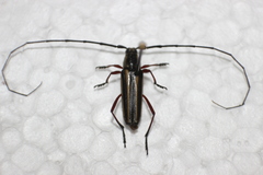 Sphaenothecus bilineatus
