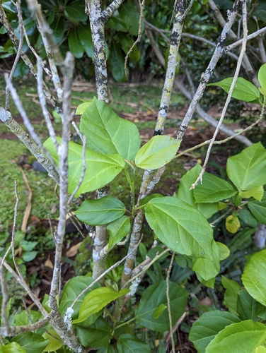 Hibiscus waimeae, photograph 5