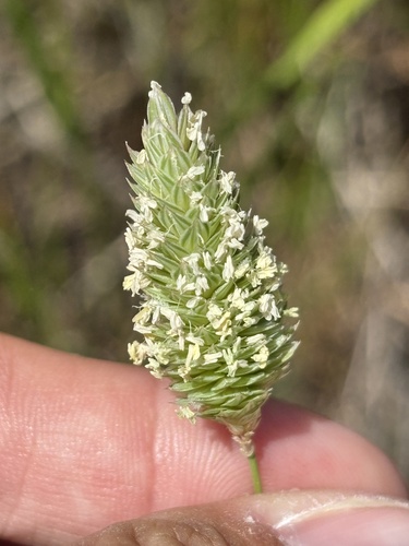 Littleseed canarygrass (Phalaris minor)