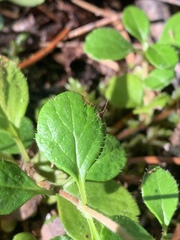 Linnaea borealis longiflora